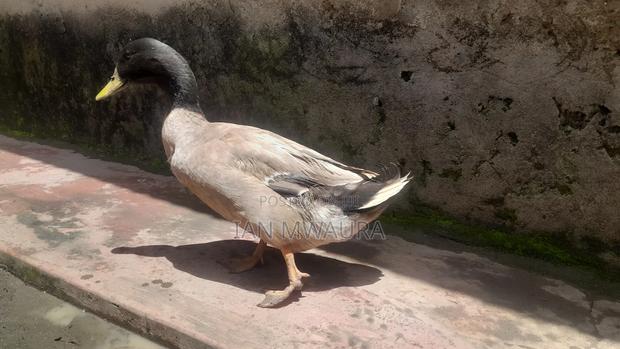 Rouen Ducks for Sale