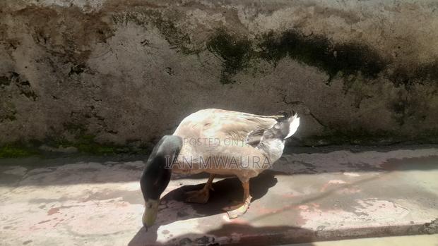 Rouen Ducks for Sale - thumbnail 4