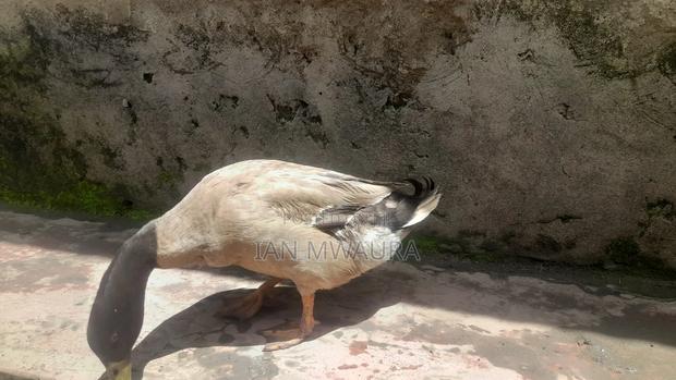Rouen Ducks for Sale - thumbnail 5