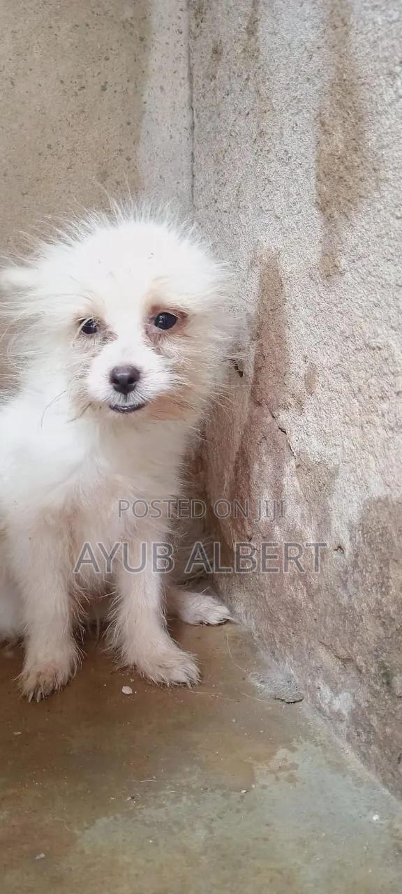 3-6 months Male Purebred Japanese Spitz