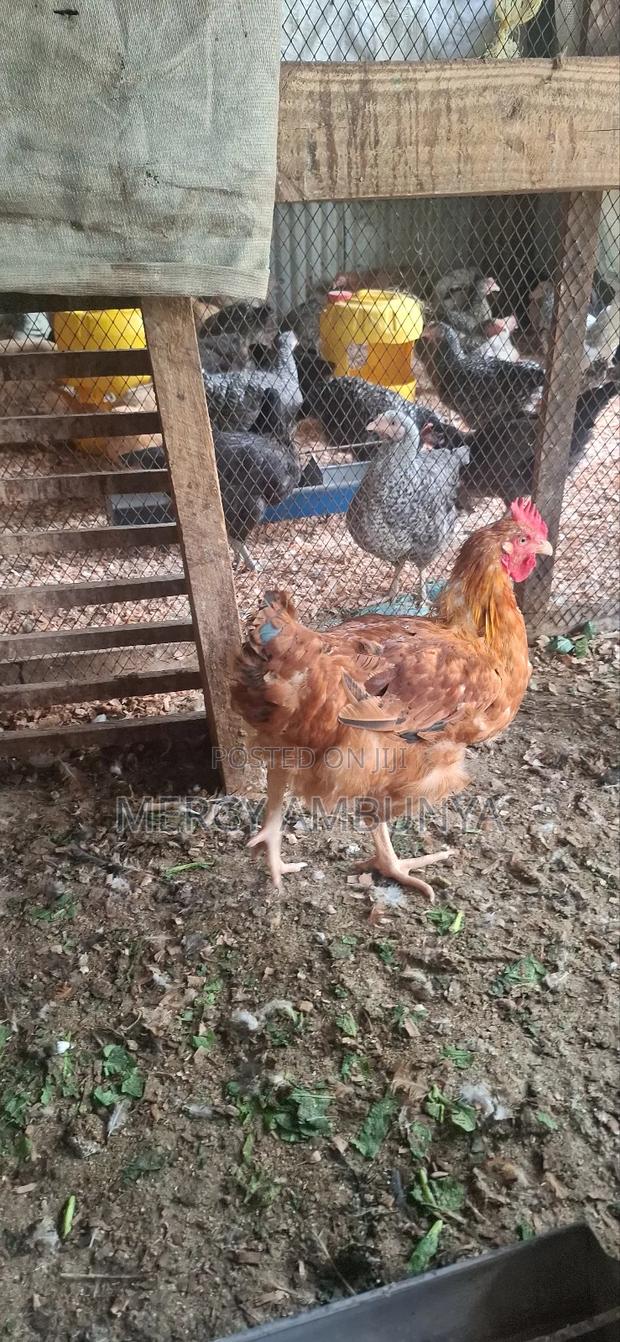 Kienyeji Chicken - thumbnail 2