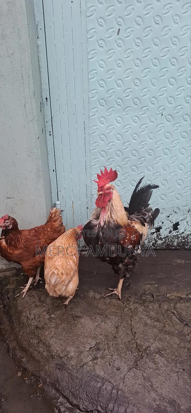 Kienyeji Chicken - thumbnail 5
