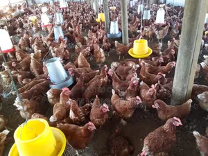 Point Of Lay Layers Chicks