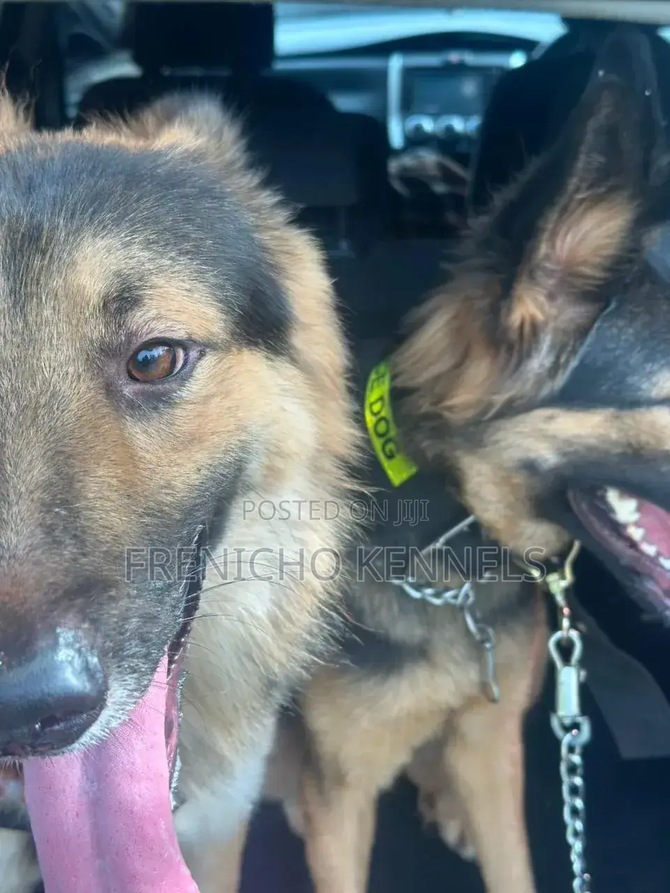 1-3 months Female Purebred German Shepherd
