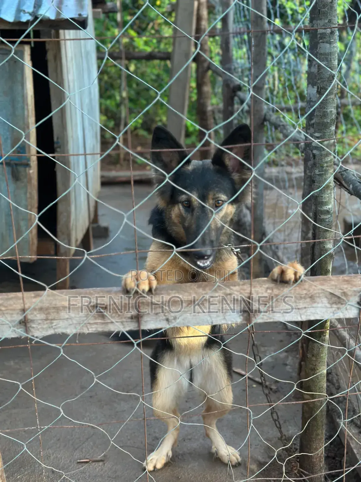 1-3 months Female Purebred German Shepherd