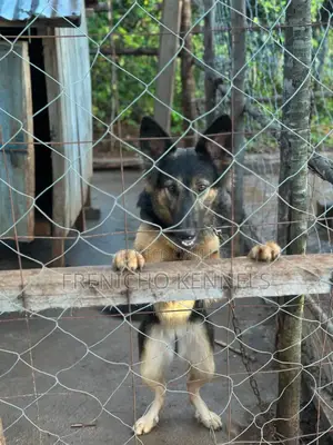 1-3 months Female Purebred German Shepherd
