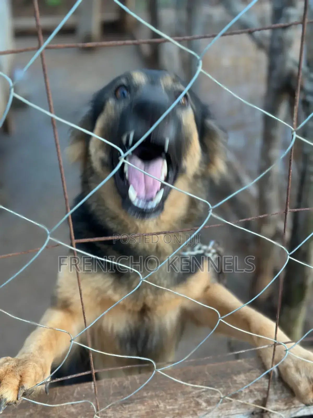 1-3 months Female Purebred German Shepherd