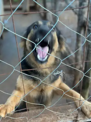 1-3 months Female Purebred German Shepherd