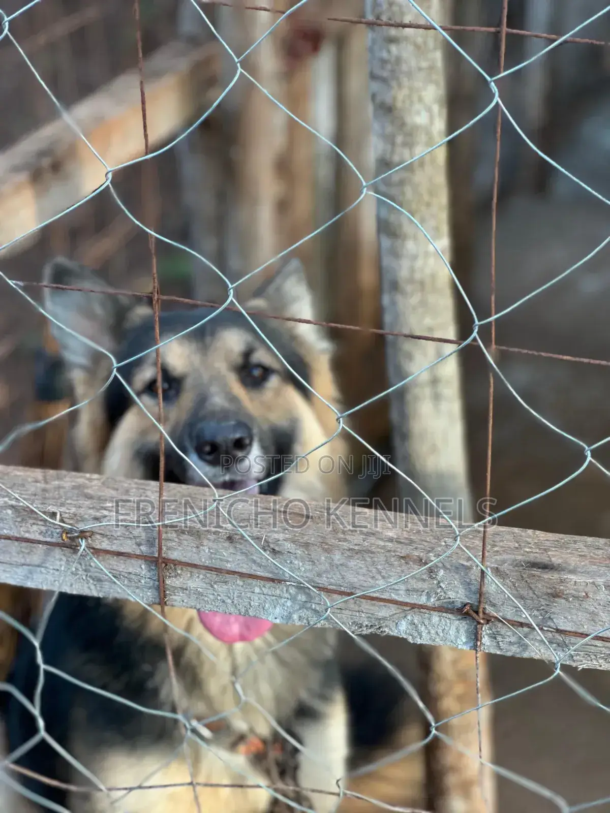 1-3 months Female Purebred German Shepherd