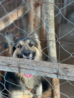 1-3 months Female Purebred German Shepherd