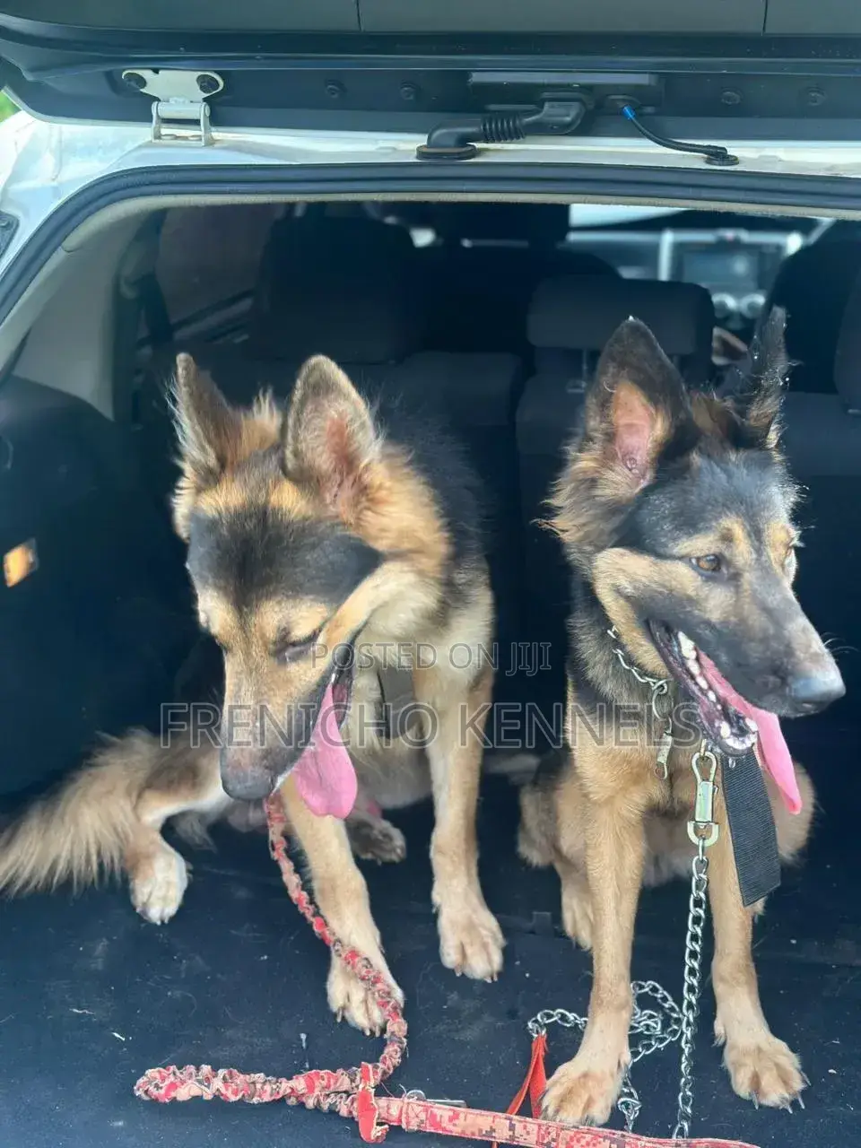 1-3 months Female Purebred German Shepherd