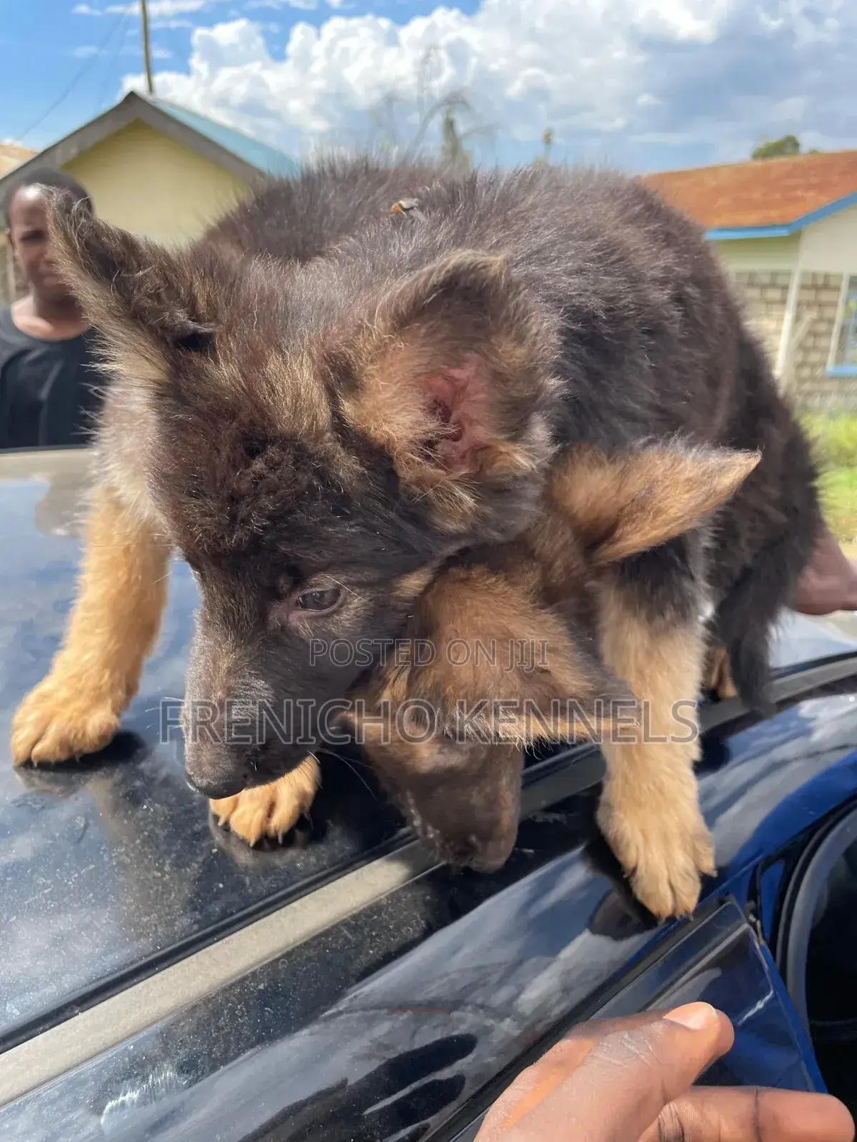 1-3 months Female Purebred German Shepherd
