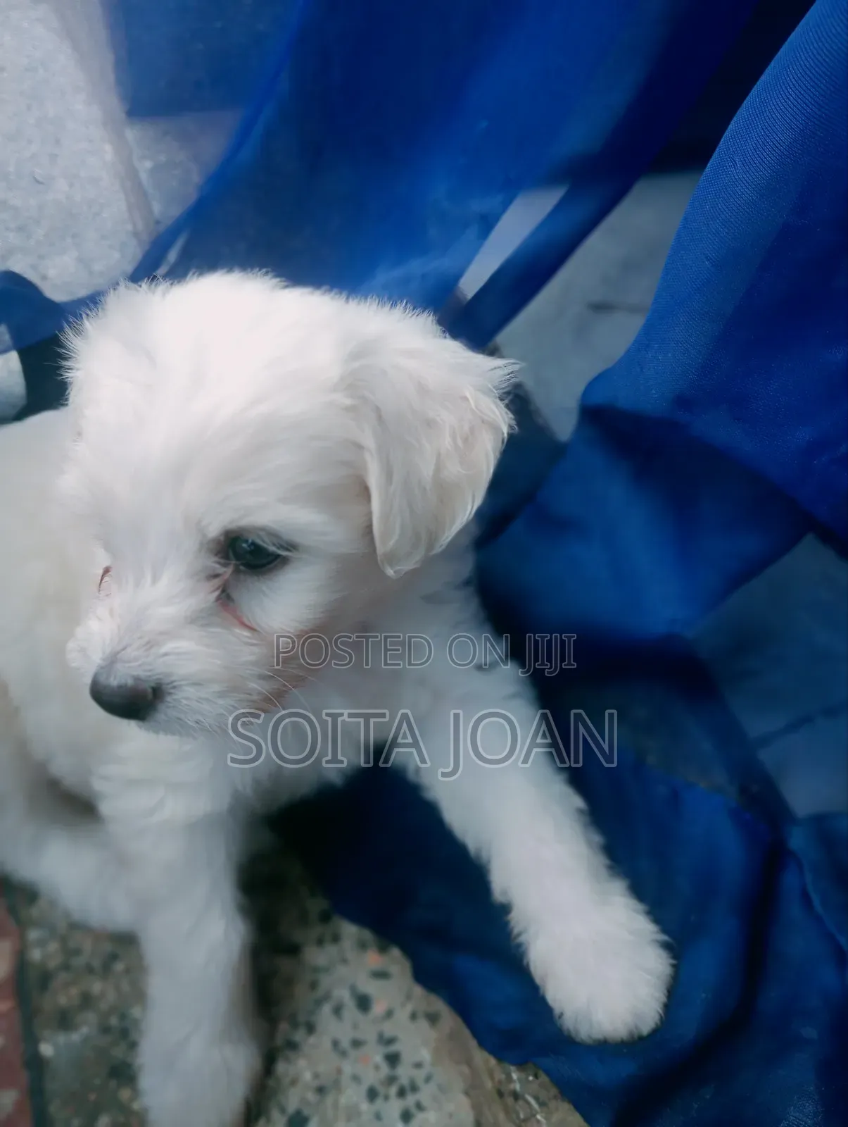 1-3 months Male Mixed Breed Maltese
