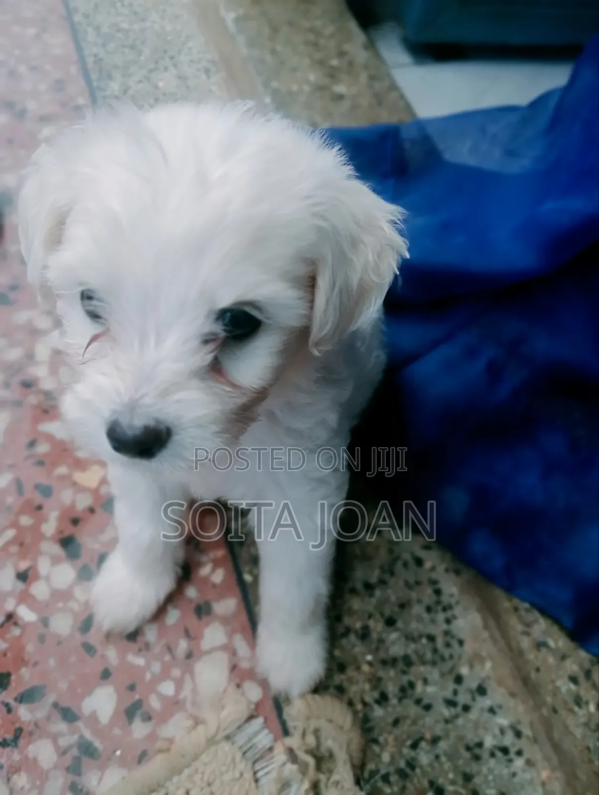 1-3 months Male Mixed Breed Maltese
