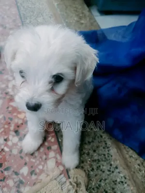 1-3 months Male Mixed Breed Maltese
