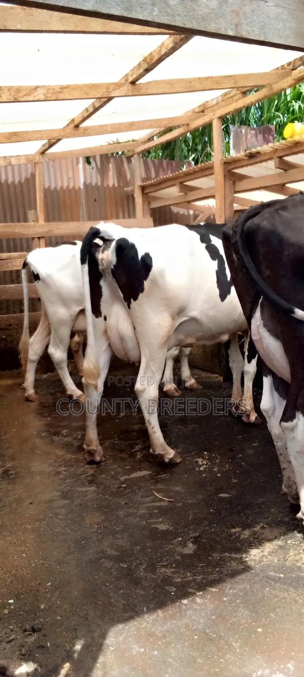 Holstein Freshman Milkers - main view