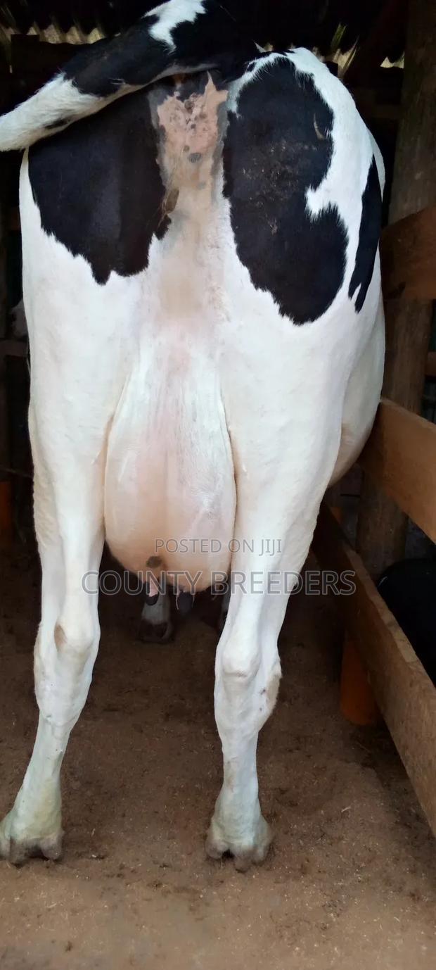 Holstein Freshman Milkers - thumbnail 2