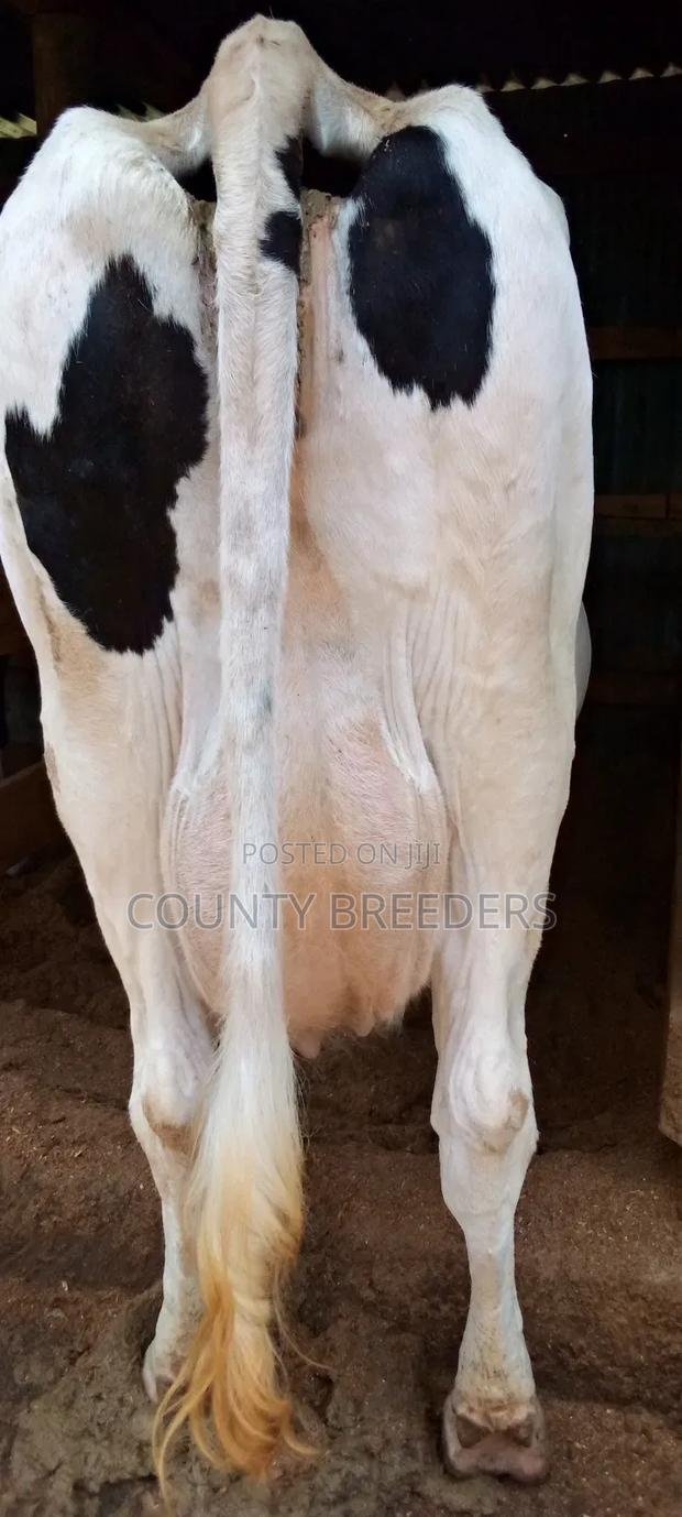 Holstein Freshman Milkers - thumbnail 3