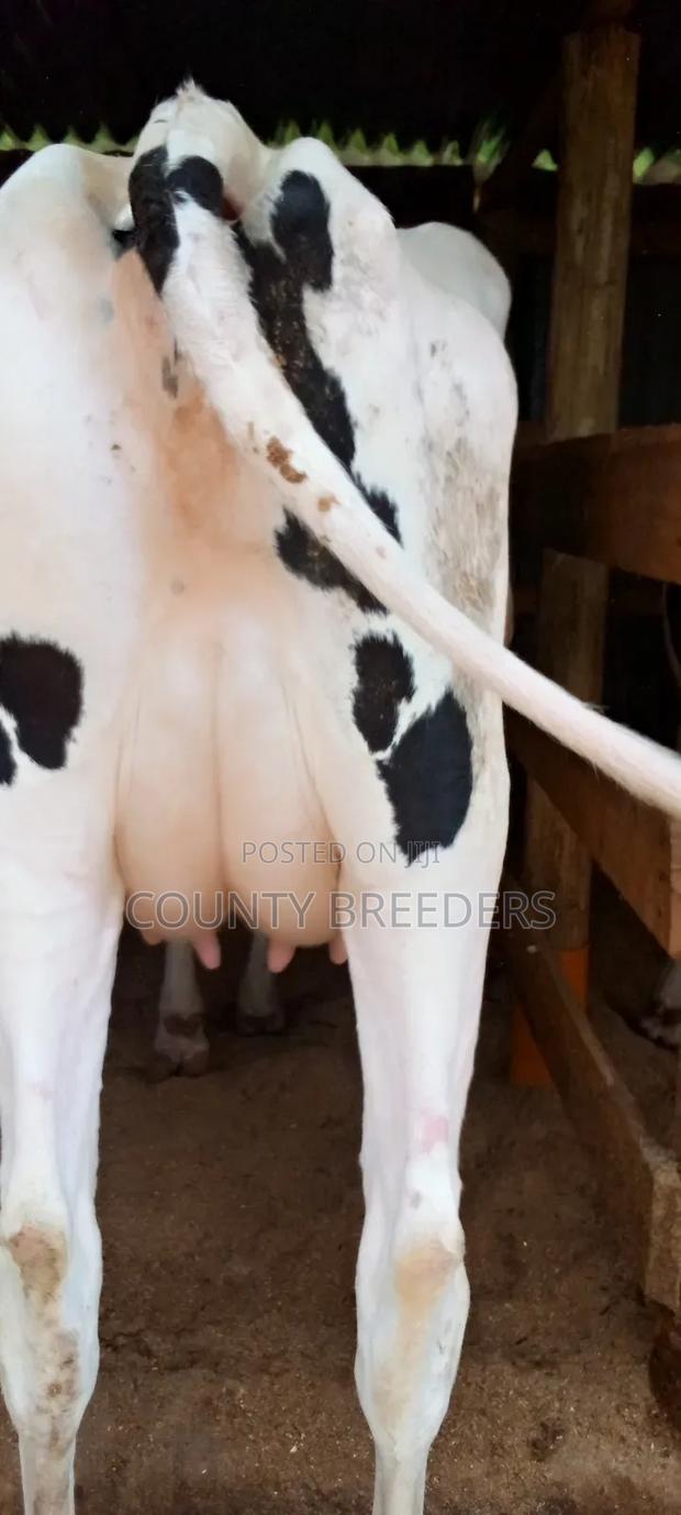 Holstein Freshman Milkers - thumbnail 4