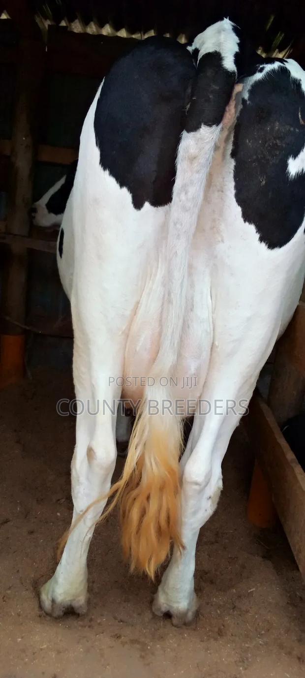 Holstein Freshman Milkers - thumbnail 5