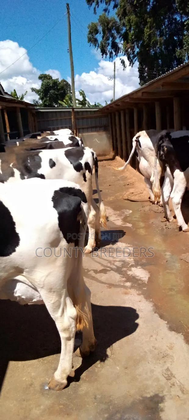 Holstein Freshman Milkers - thumbnail 6
