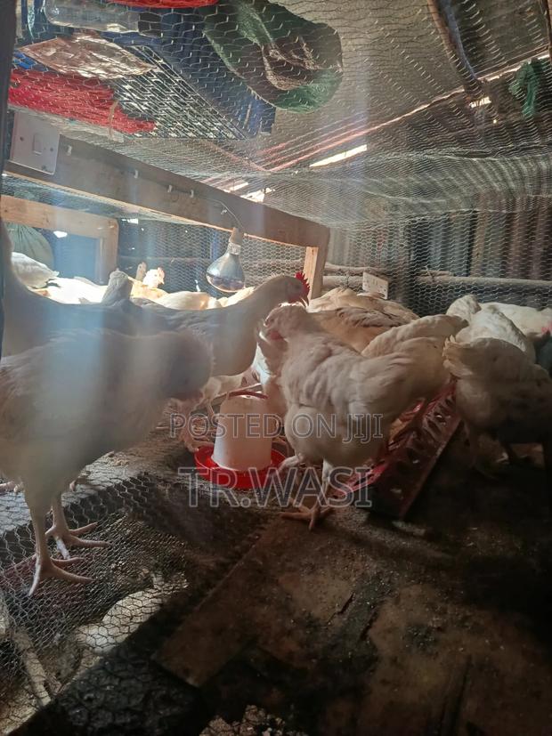 Poultry for Sale