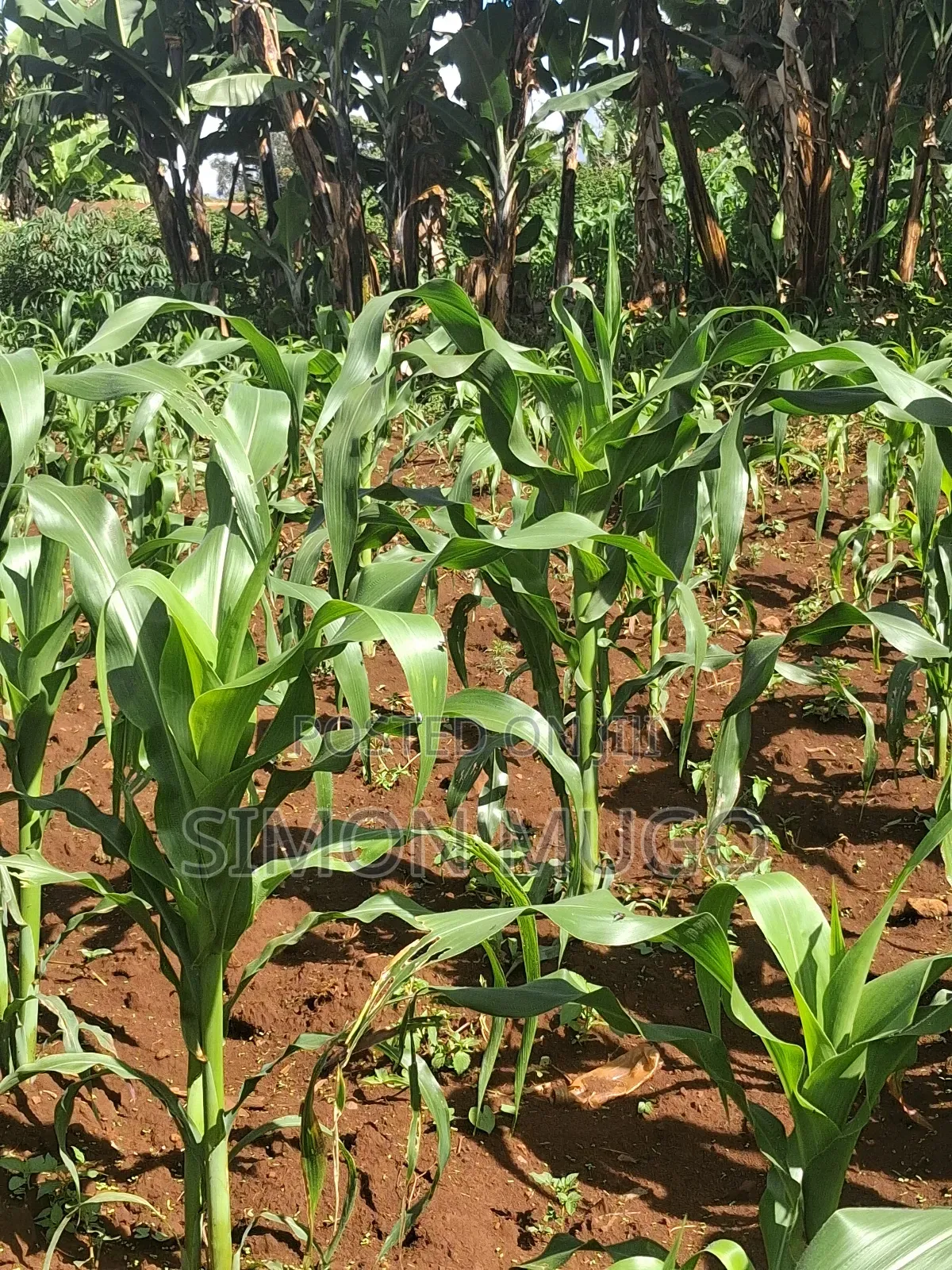 Ruaka 2 Adjoined 1/4 Ac Freehold Title Ideal for Apartments