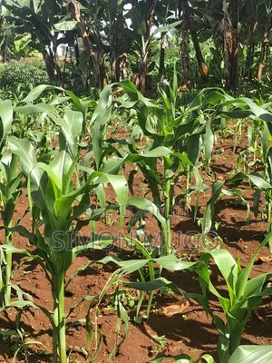 Ruaka 2 Adjoined 1/4 Ac Freehold Title Ideal for Apartments