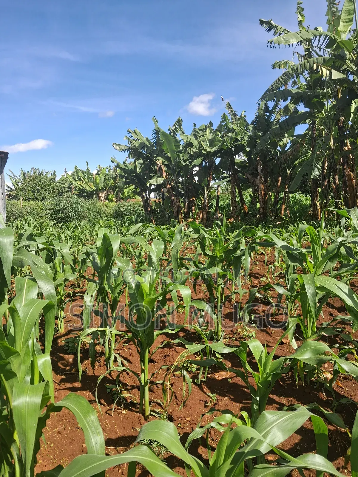 Ruaka 2 Adjoined 1/4 Ac Freehold Title Ideal for Apartments