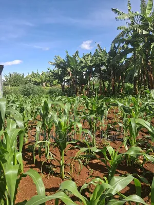 Ruaka 2 Adjoined 1/4 Ac Freehold Title Ideal for Apartments