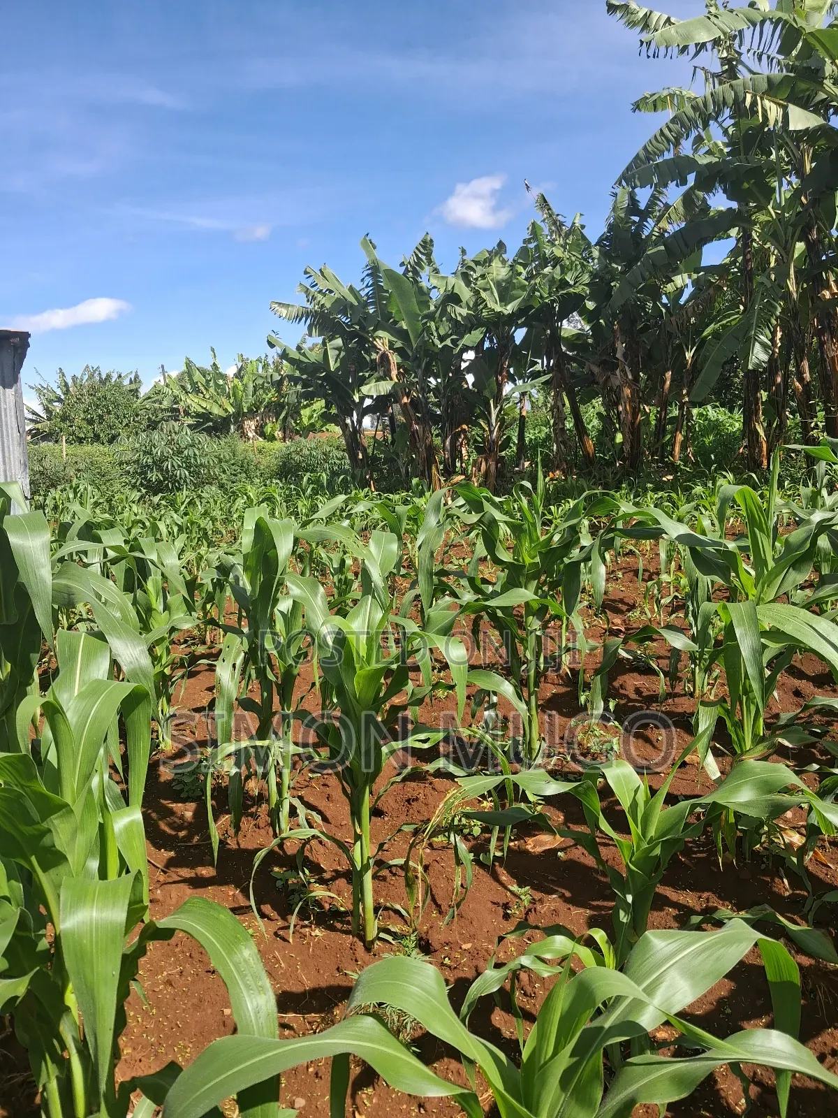Ruaka 2 Adjoined 1/4 Ac Freehold Title Ideal for Apartments