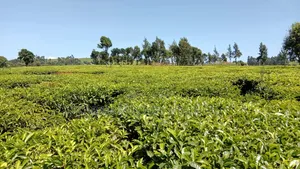 30 Acres for Sale,Riara Ridge