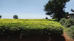 30 Acres for Sale Riara Ridge