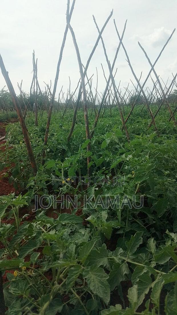 Fresh Tomatoes