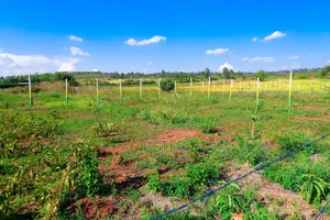 Ndiguini Phase 3 A 50 By100 Plots