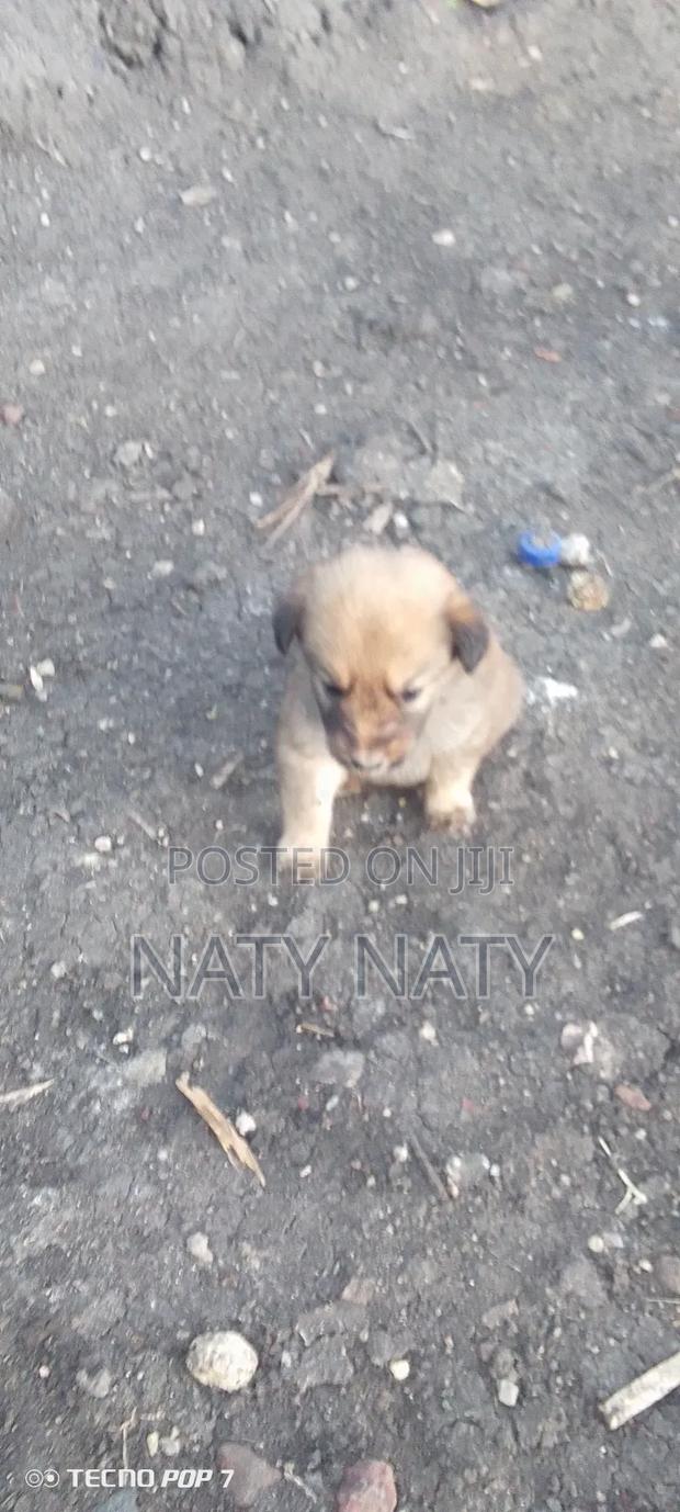 1-3 months Female Mixed Breed Golden Retriever