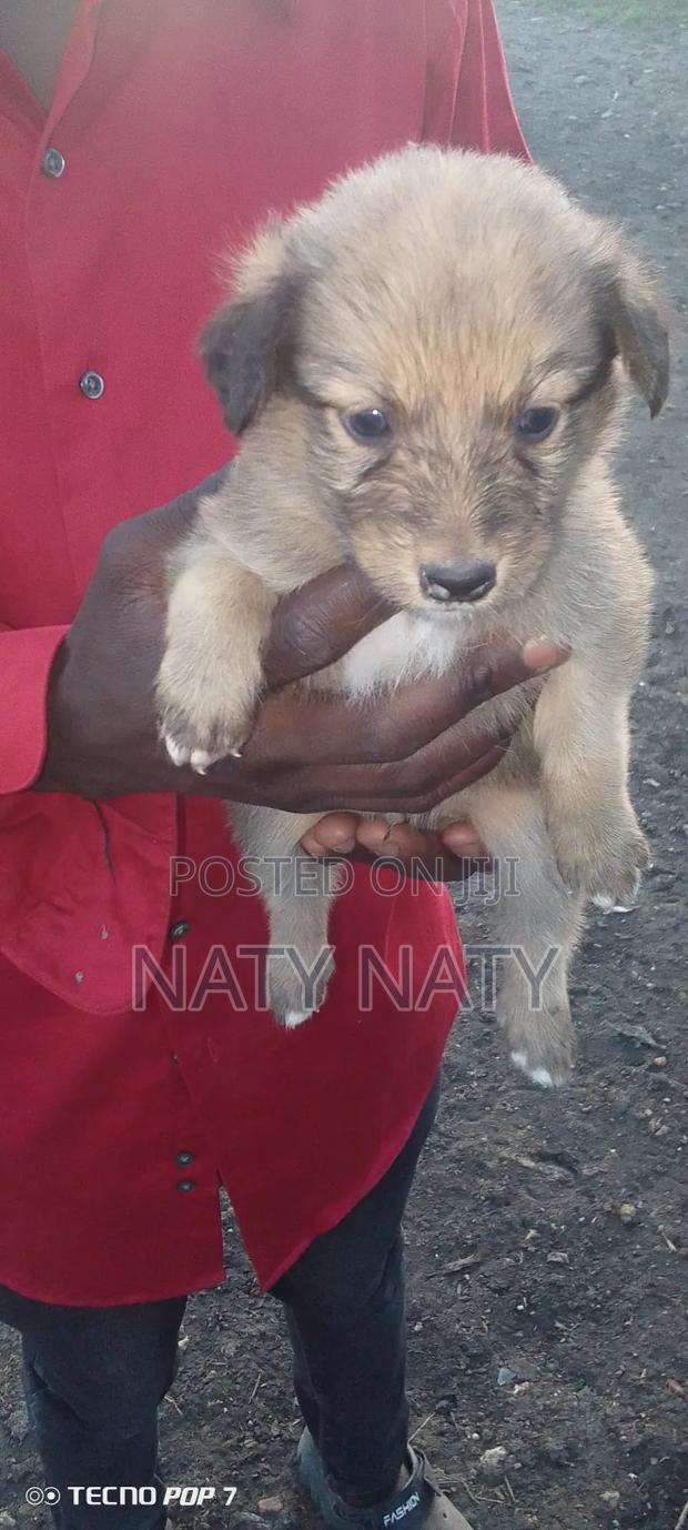 1-3 months Male Mixed Breed Golden Retriever