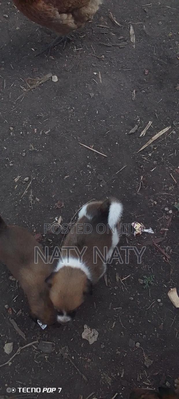 1-3 months Female Mixed Breed Golden Retriever