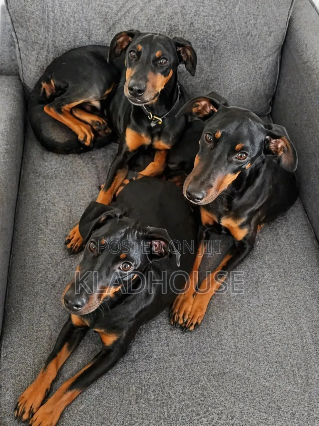 1-3 months Female Purebred Doberman Pinscher