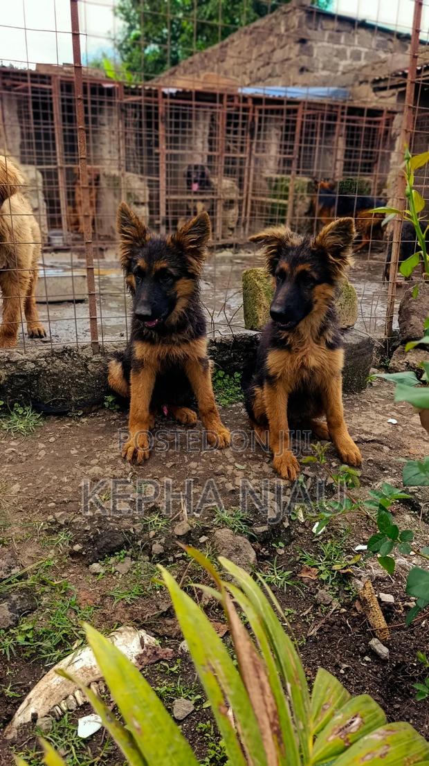 1-3 months Male Purebred German Shepherd