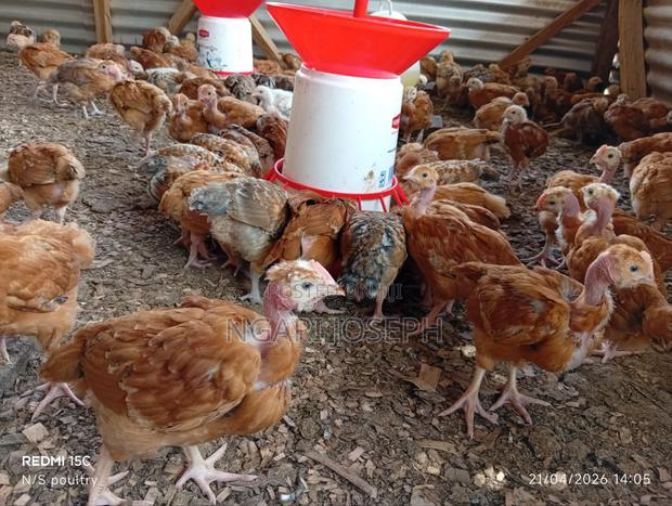 Ngari's Supreme Poultry