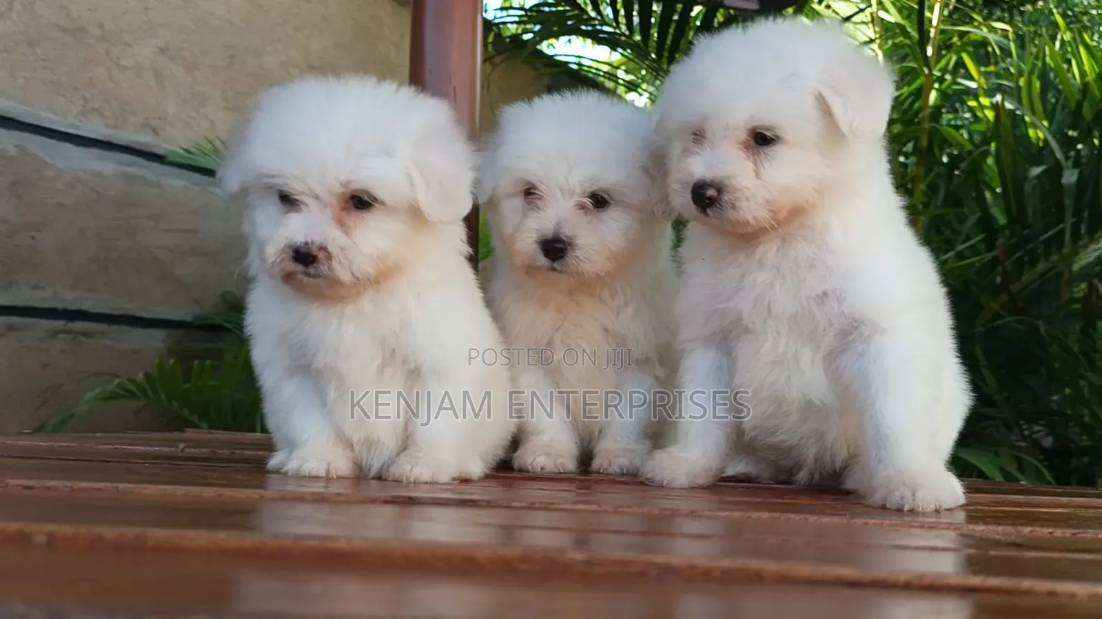 1-3 months Female Purebred Havanese