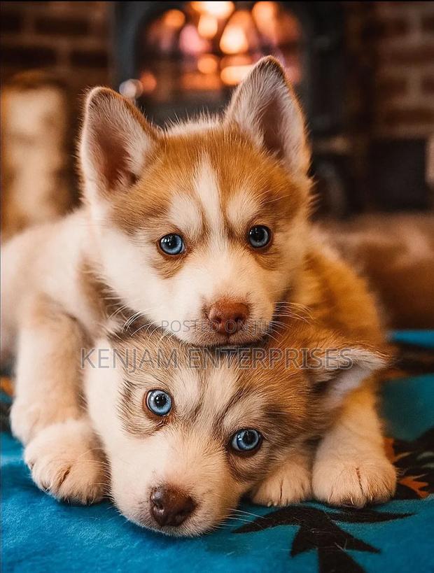 1-3 months Female Purebred Siberian Husky - main view