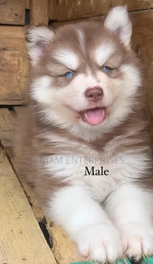 1-3 months Male Purebred Siberian Husky
