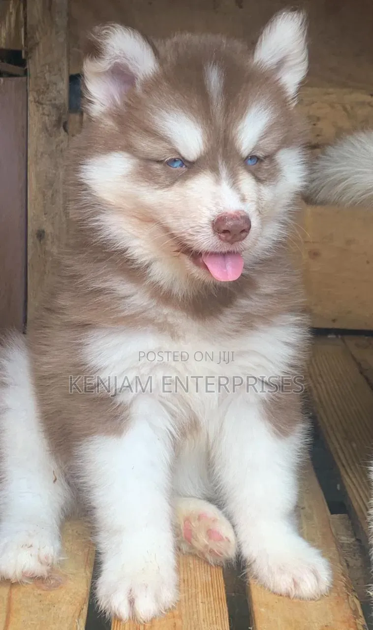 1-3 months Male Purebred Siberian Husky