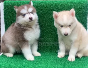 1-3 months Male Purebred Siberian Husky
