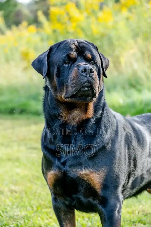 1+ year Male Purebred Rottweiler