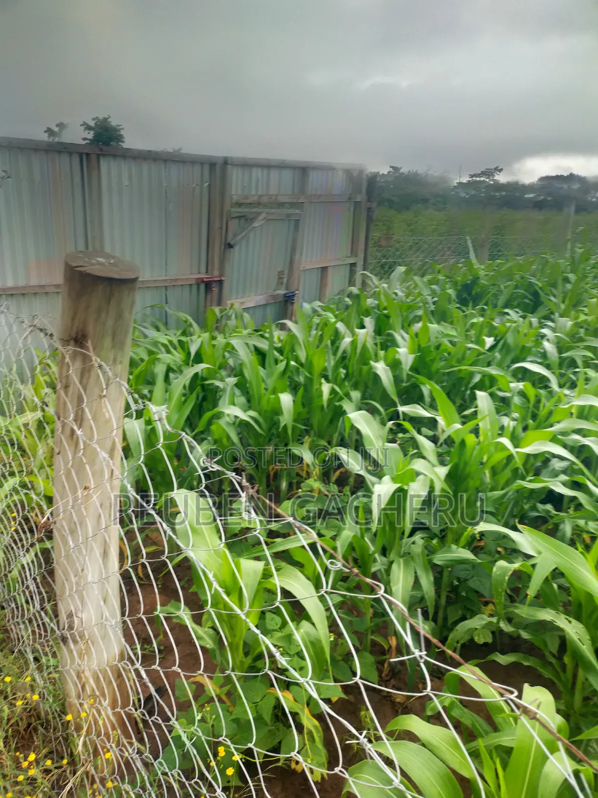 Land for Sale