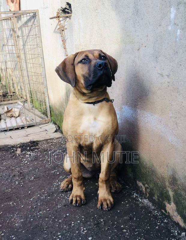 3-6 months Female Purebred Boerboel