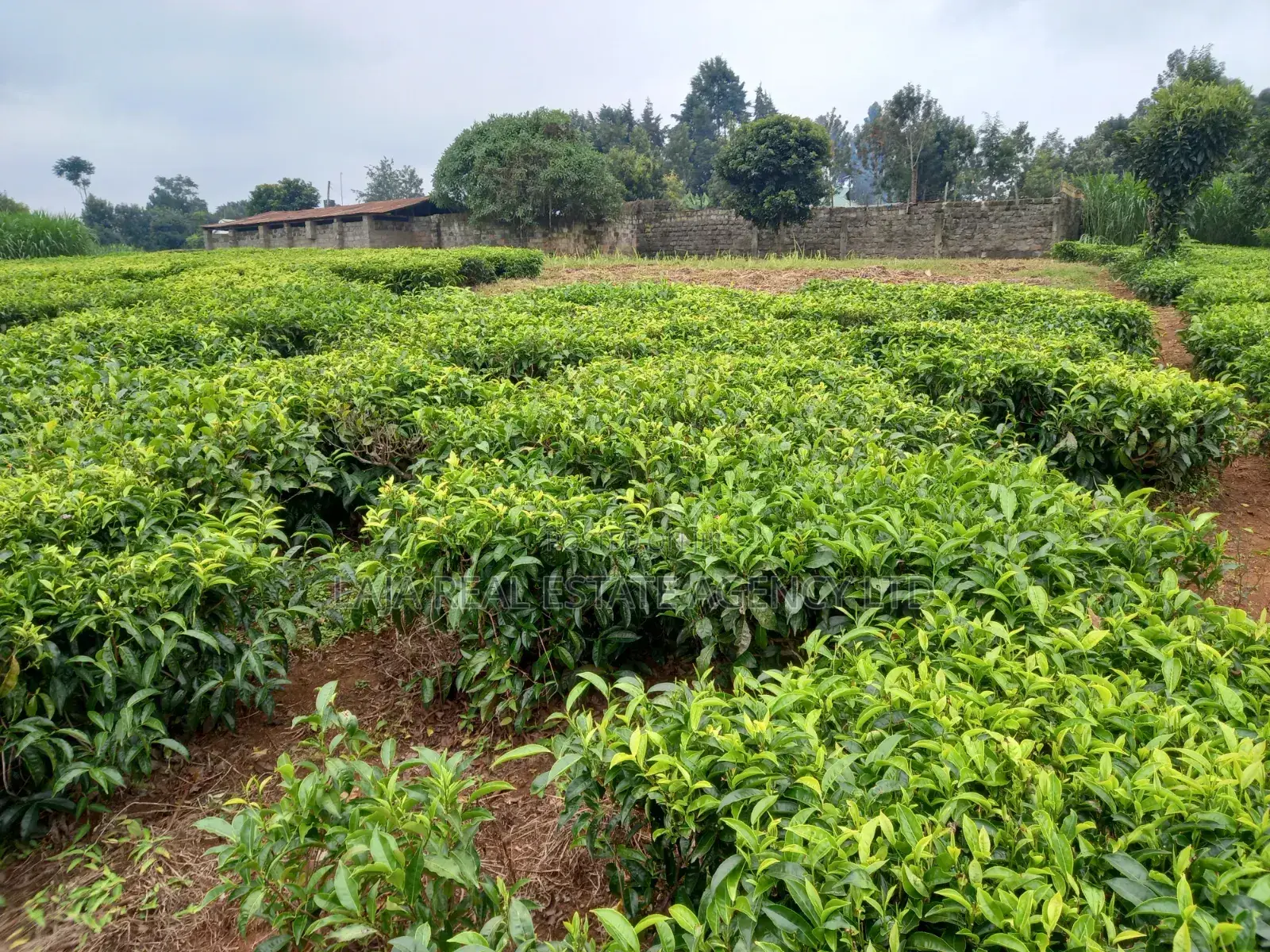Cianda 4.5 Acres